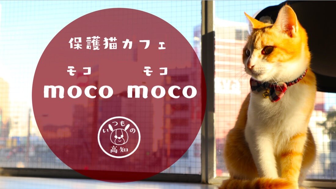 moco-mocoのにゃんこ